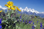 Yellowstone Tetons Video Thumb